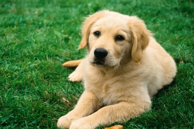 Animal (Set A)